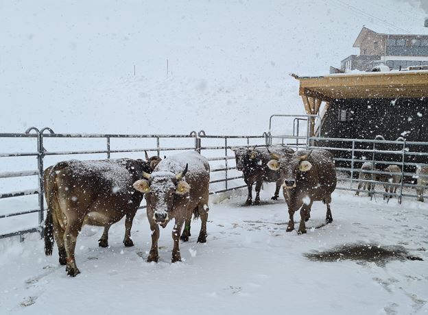 Bauernhof Besichtigung auf dem Wießfläckahof